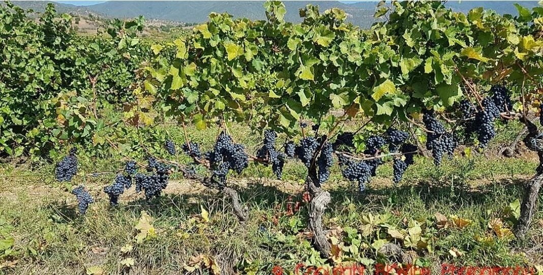 ЛОЗАРИТЕ ЗАГРИЖЕНИ: Неизвесен откупот на грозјето, винариите ја затвораат вратата за вранецот ЛОЗАРИТЕ ЗАГРИЖЕНИ: Неизвесен откупот на грозјето, винариите ја затвораат вратата за вранецот
