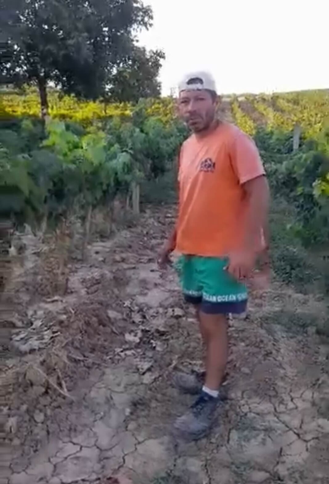 (ВИДЕО) Земјоделецот е на колена: Очаен лозар со моторна пила си го исече лозјето — Еве го „рајот“ на Мицкоски и ВМРО! (ВИДЕО) Земјоделецот е на колена: Очаен лозар со моторна пила си го исече лозјето — Еве го „рајот“ на Мицкоски и ВМРО!